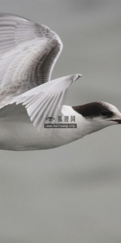 【11404】动物壁纸  2K 高清壁纸2560_1600@青蛙壁纸-笨猫小站