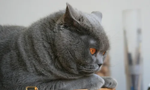【11406】动物壁纸  2K 高清壁纸2560_1600@青蛙壁纸-笨猫小站