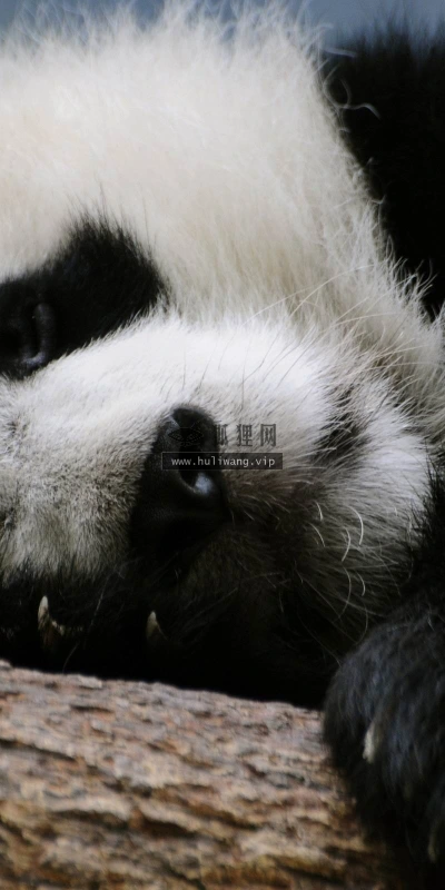 【11411】动物壁纸  2K 高清壁纸2560_1600@青蛙壁纸-笨猫小站