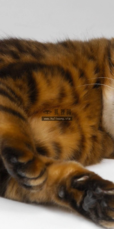 【11414】动物壁纸  2K 高清壁纸2560_1600@青蛙壁纸-笨猫小站