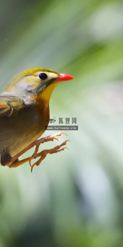 【11415】动物壁纸  2K 高清壁纸2560_1600@青蛙壁纸-笨猫小站