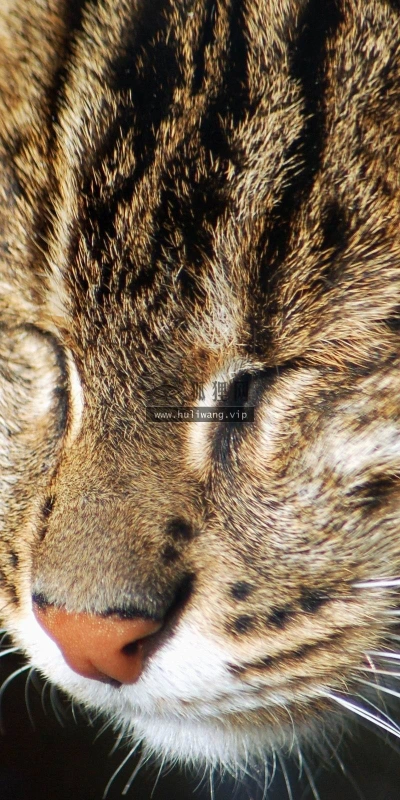 【11416】动物壁纸  2K 高清壁纸2560_1600@青蛙壁纸-笨猫小站