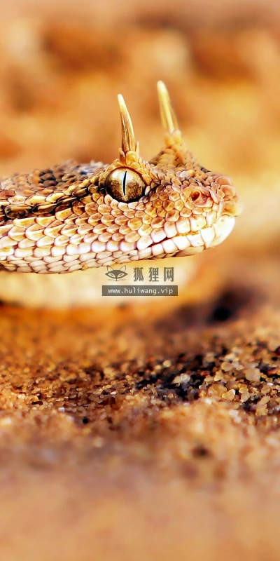 【11419】动物壁纸  2K 高清壁纸2560_1600@青蛙壁纸-笨猫小站