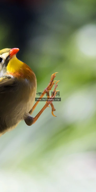 【11420】动物壁纸  2K 高清壁纸2560_1600@青蛙壁纸-笨猫小站