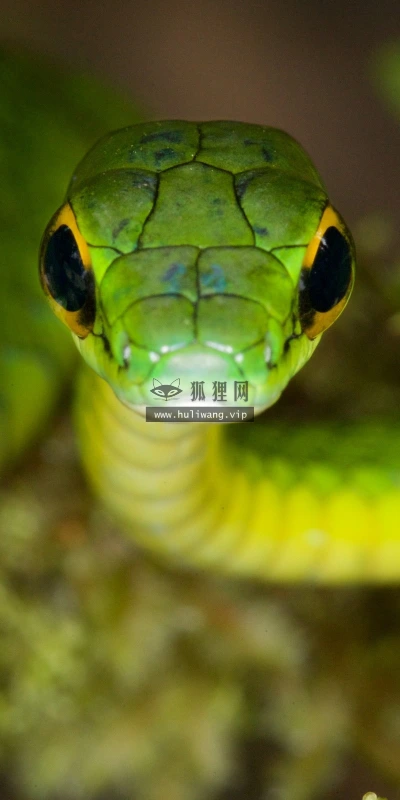 【11428】动物壁纸  2K 高清壁纸2560_1600@青蛙壁纸-笨猫小站