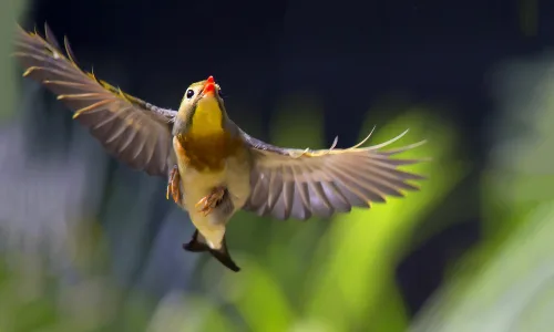 【11431】动物壁纸  2K 高清壁纸2560_1600@青蛙壁纸-笨猫小站