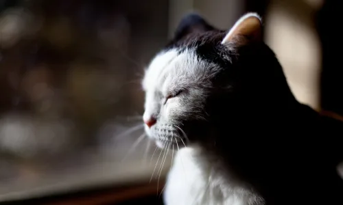 【11434】动物壁纸  2K 高清壁纸2560_1600@青蛙壁纸-笨猫小站