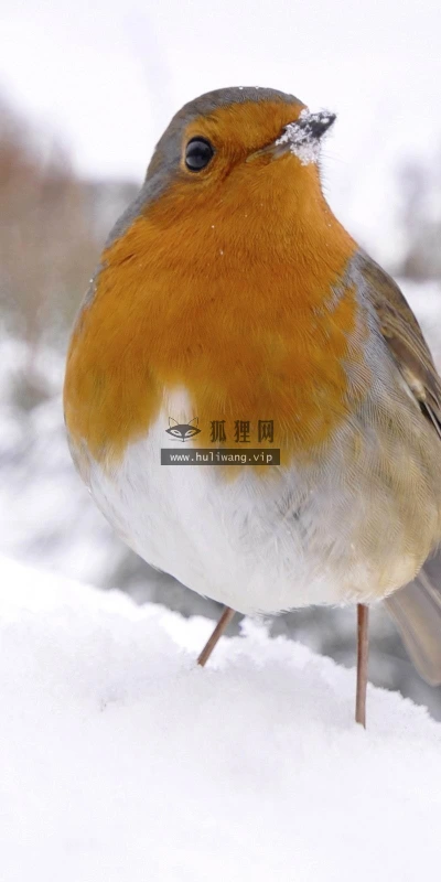 【11435】动物壁纸  2K 高清壁纸2560_1600@青蛙壁纸-笨猫小站