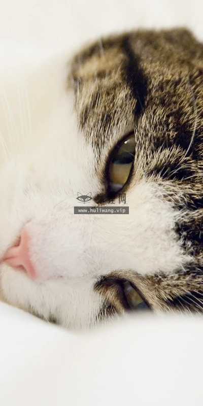 【11436】动物壁纸  2K 高清壁纸2560_1600@青蛙壁纸-笨猫小站