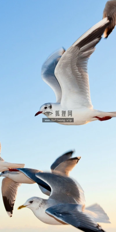 【11437】动物壁纸  2K 高清壁纸2560_1600@青蛙壁纸-笨猫小站