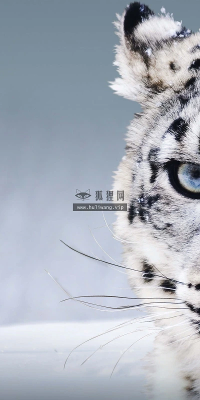 【11445】动物壁纸  2K 高清壁纸2560_1600@青蛙壁纸-笨猫小站