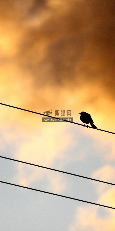 【11446】动物壁纸  2K 高清壁纸2560_1600@青蛙壁纸-笨猫小站