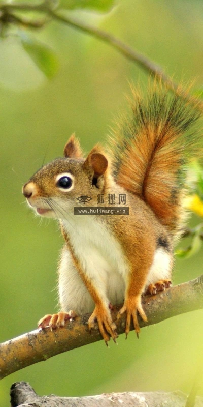 【11451】动物壁纸  2K 高清壁纸2560_1600@青蛙壁纸-笨猫小站