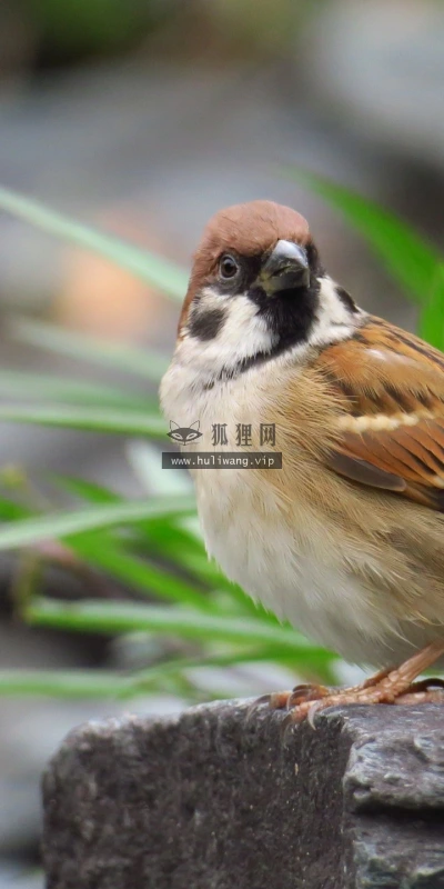 【11455】动物壁纸  2K 高清壁纸2560_1600@青蛙壁纸-笨猫小站