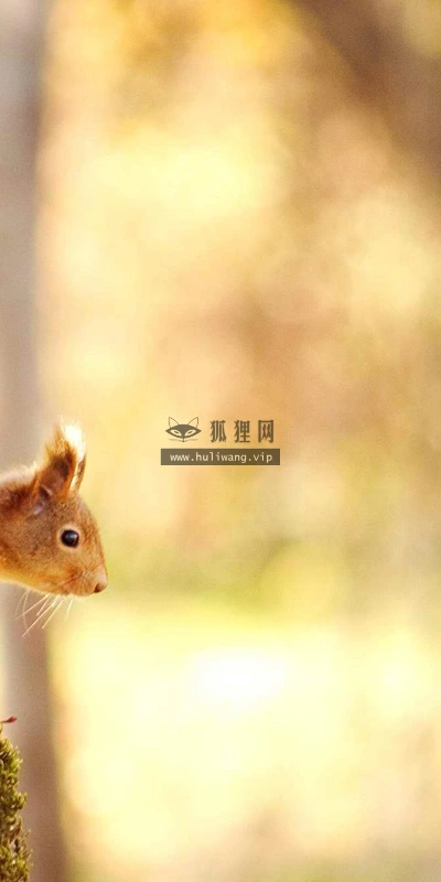 【11460】动物壁纸  2K 高清壁纸2560_1600@青蛙壁纸-笨猫小站