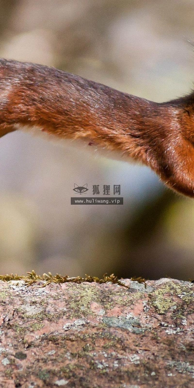 【11461】动物壁纸  2K 高清壁纸2560_1600@青蛙壁纸-笨猫小站