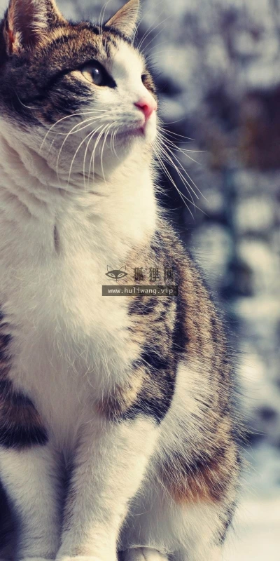 【11462】动物壁纸  2K 高清壁纸2560_1600@青蛙壁纸-笨猫小站