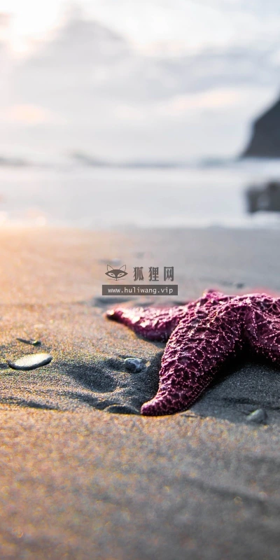 【11464】动物壁纸  2K 高清壁纸2560_1600@青蛙壁纸-笨猫小站