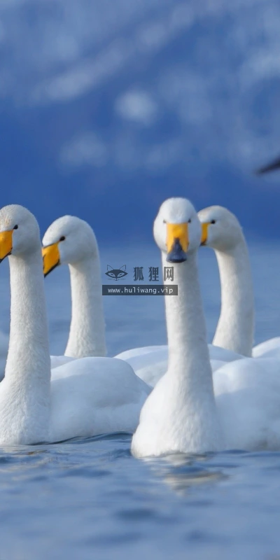 【11471】动物壁纸  2K 高清壁纸2560_1600@青蛙壁纸-笨猫小站