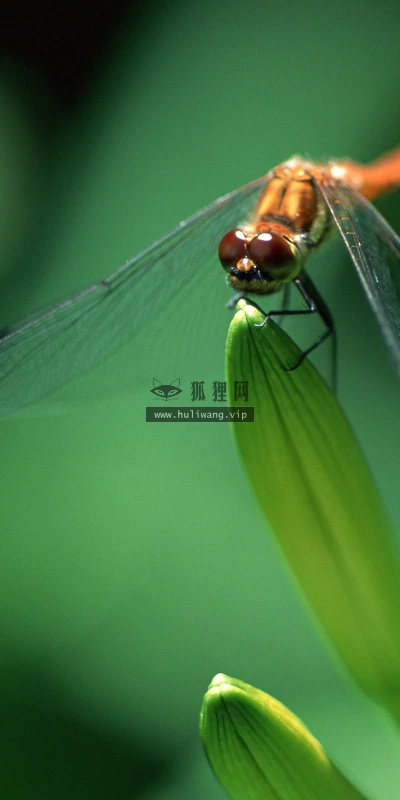 【11473】动物壁纸  2K 高清壁纸2560_1600@青蛙壁纸-笨猫小站