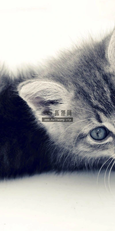 【11476】动物壁纸  2K 高清壁纸2560_1600@青蛙壁纸-笨猫小站
