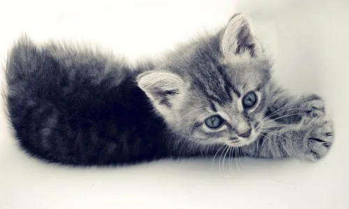 【11476】动物壁纸  2K 高清壁纸2560_1600@青蛙壁纸-笨猫小站