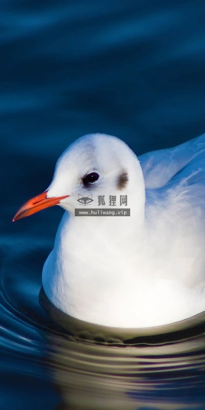 【11477】动物壁纸  2K 高清壁纸2560_1600@青蛙壁纸-笨猫小站