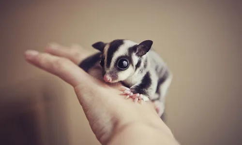 【11482】动物壁纸  2K 高清壁纸2560_1600@青蛙壁纸-笨猫小站