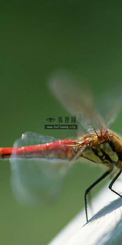 【11484】动物壁纸  2K 高清壁纸2560_1600@青蛙壁纸-笨猫小站