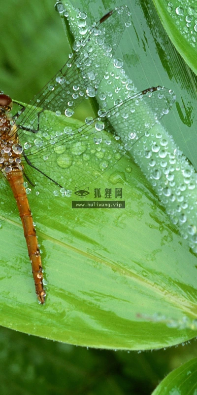 【11485】动物壁纸  2K 高清壁纸2560_1600@青蛙壁纸-笨猫小站