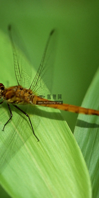 【11486】动物壁纸  2K 高清壁纸2560_1600@青蛙壁纸-笨猫小站