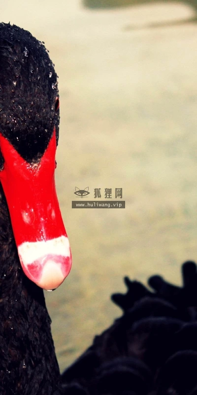【11487】动物壁纸  2K 高清壁纸2560_1600@青蛙壁纸-笨猫小站