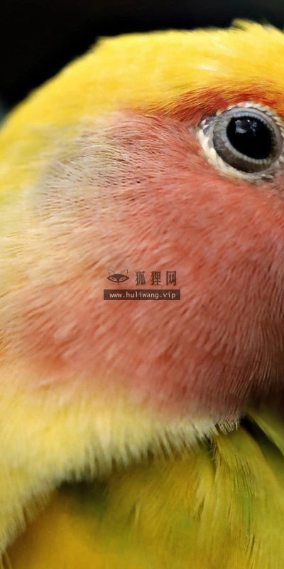 【11488】动物壁纸  2K 高清壁纸2560_1600@青蛙壁纸-笨猫小站