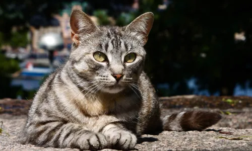 【11490】动物壁纸  2K 高清壁纸2560_1600@青蛙壁纸-笨猫小站