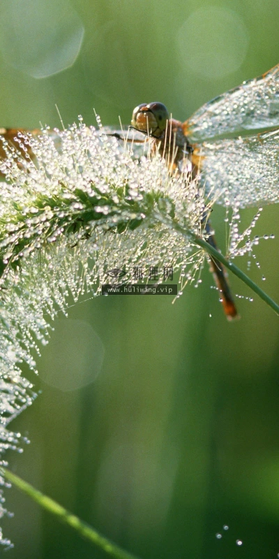 【11495】动物壁纸  2K 高清壁纸2560_1600@青蛙壁纸-笨猫小站