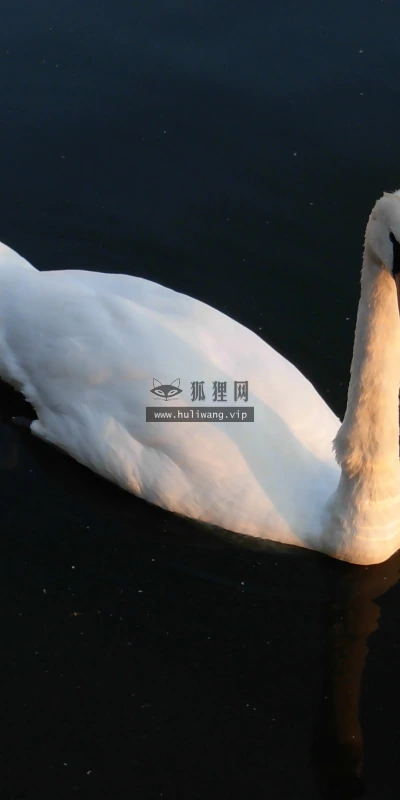 【11496】动物壁纸  2K 高清壁纸2560_1600@青蛙壁纸-笨猫小站
