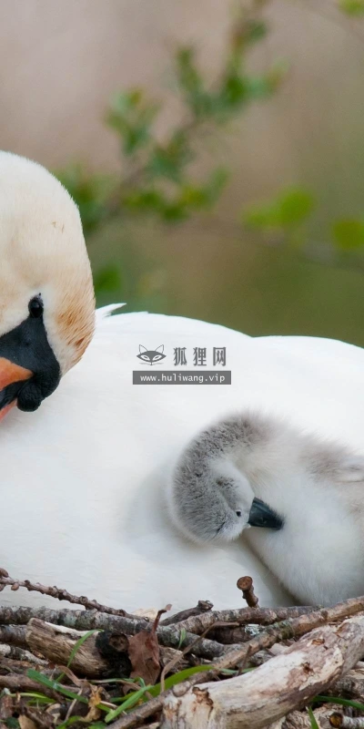 【11497】动物壁纸  2K 高清壁纸2560_1600@青蛙壁纸-笨猫小站