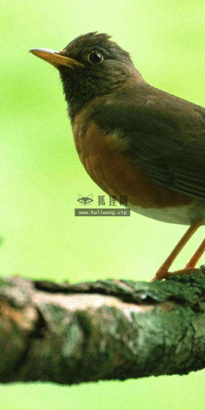 【11501】动物壁纸 2K 高清壁纸2560_1600@青蛙壁纸-笨猫小站