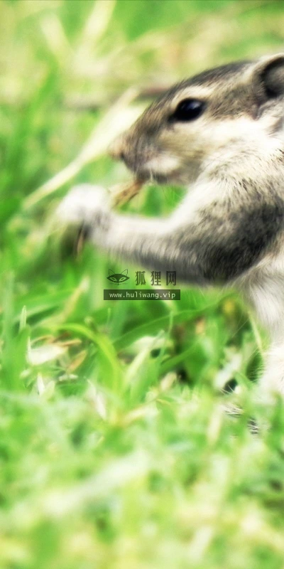 【11504】动物壁纸  2K 高清壁纸2560_1600@青蛙壁纸-笨猫小站