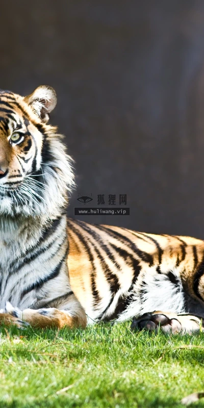【11506】动物壁纸  2K 高清壁纸2560_1600@青蛙壁纸-笨猫小站