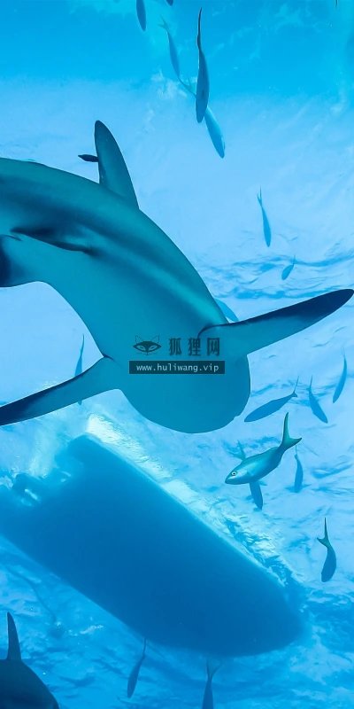 【11507】动物壁纸  2K 高清壁纸2560_1600@青蛙壁纸-笨猫小站
