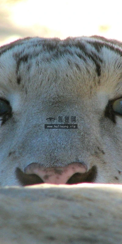 【11515】动物壁纸  2K 高清壁纸2560_1600@青蛙壁纸-笨猫小站