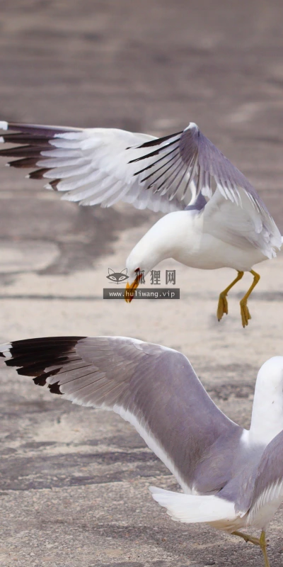 【11518】动物壁纸  2K 高清壁纸2560_1600@青蛙壁纸-笨猫小站