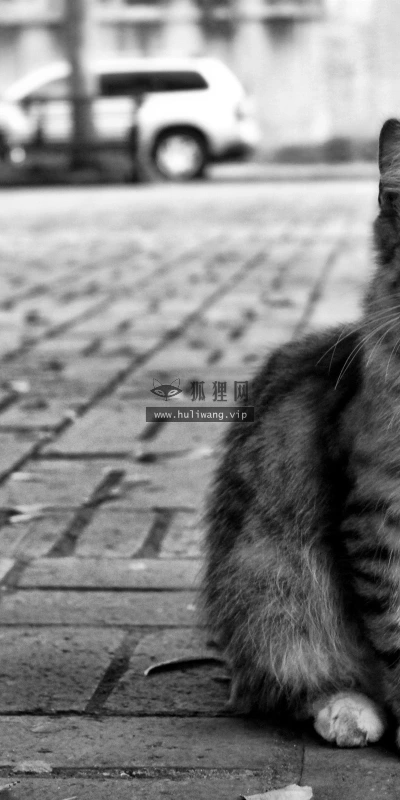 【11524】动物壁纸  2K 高清壁纸2560_1600@青蛙壁纸-笨猫小站