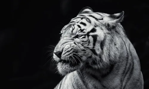 【11526】动物壁纸  2K 高清壁纸2560_1600@青蛙壁纸-笨猫小站