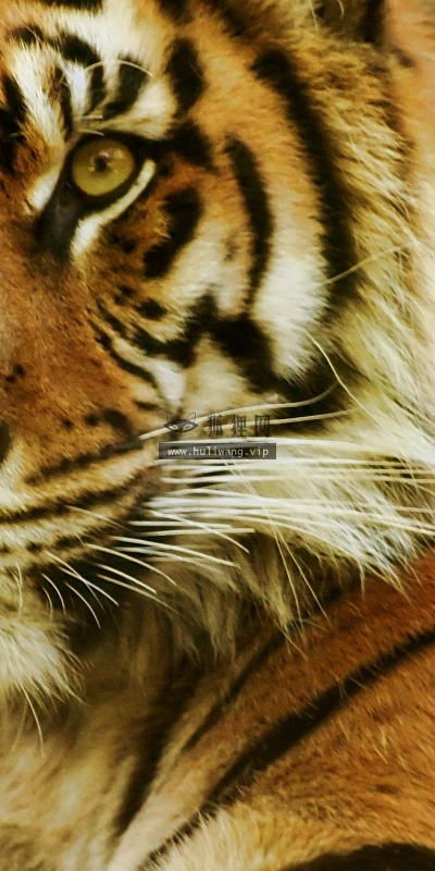 【11528】动物壁纸  2K 高清壁纸2560_1600@青蛙壁纸-笨猫小站