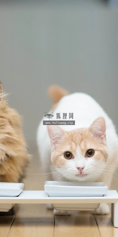 【11531】动物壁纸  2K 高清壁纸2560_1600@青蛙壁纸-笨猫小站