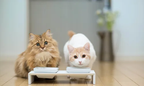 【11531】动物壁纸  2K 高清壁纸2560_1600@青蛙壁纸-笨猫小站
