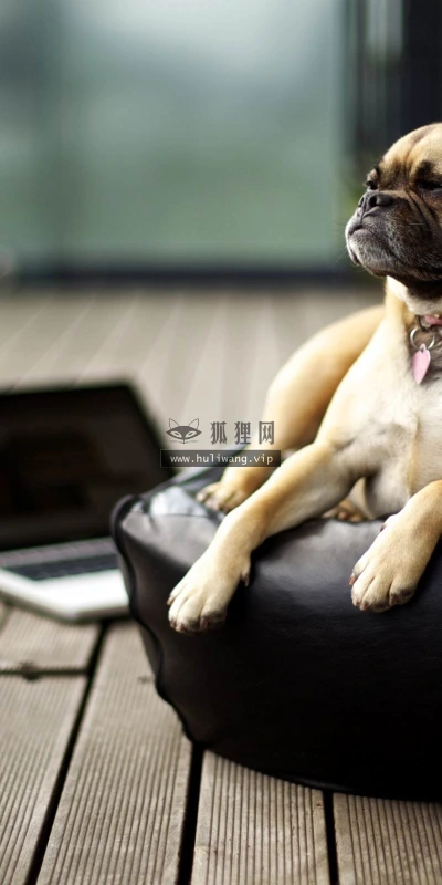 【11532】动物壁纸  2K 高清壁纸2560_1600@青蛙壁纸-笨猫小站