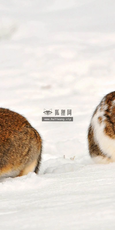 【11537】动物壁纸  2K 高清壁纸2560_1600@青蛙壁纸-笨猫小站